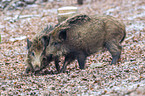 Wildschweine