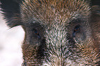 Wildschwein Augen