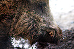 Wildschwein