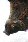 Wildschwein