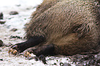 Wildschwein