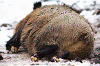 Wildschwein