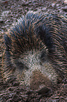 Wildschwein