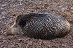 Wildschwein