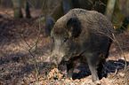 Wildschwein