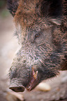 Wildschwein