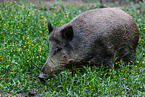 Wildschwein