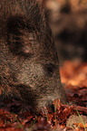 Wildschwein