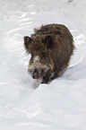 Wildschwein