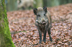 Wildschwein