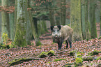 Wildschwein