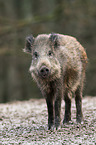 Wildschwein