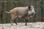 Wildschwein