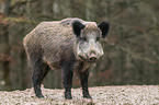 Wildschwein