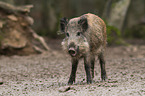 Wildschwein