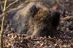 Wildschwein