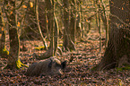 Wildschwein