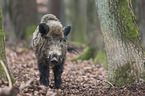 Wildschwein