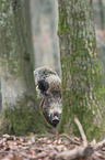 Wildschwein