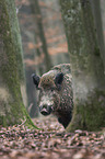 Wildschwein