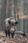 Wildschwein