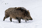 Wildschwein