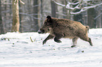 Wildschwein