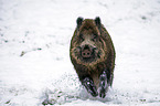 Wildschwein