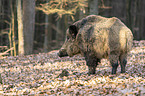 Wildschwein