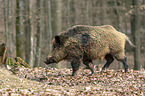 Wildschwein