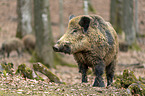 Wildschwein