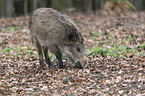 Wildschwein