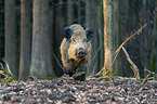 Wildschwein