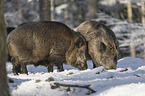 Wildschweine im verschneiten Wald