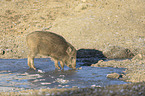 Wildschwein am Wasser