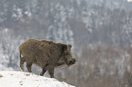 Wildschwein im Schnee