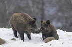 Wildschweine im Schnee