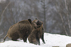 Wildschweine im Schnee