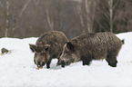 Wildschweine im Schnee