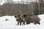 Wildschweine im Schnee