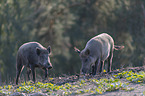 Wildschweine