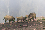 Wildschweine