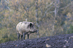 Wildschwein