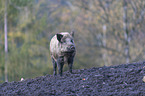 Wildschwein