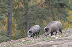 Wildschweine