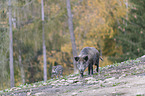 laufendes Wildschwein