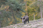 laufendes Wildschwein