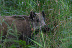 stehendes Wildschwein