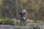 stehendes Wildschwein