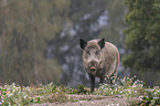 stehendes Wildschwein